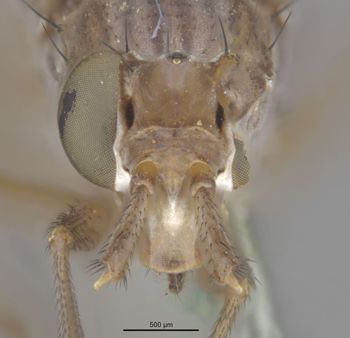 Media type: image;   Entomology 13228 Aspect: head frontal view